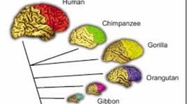 Timeline: Historia del cerebro