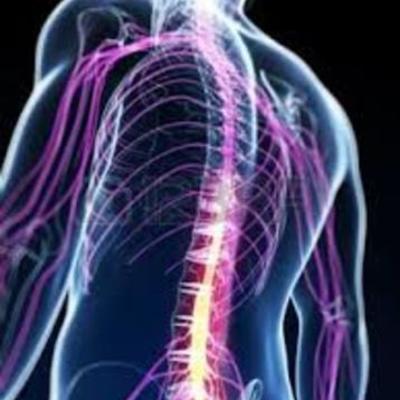 Timeline: EVOLUCION DEL SISTEMA NERVIOSO