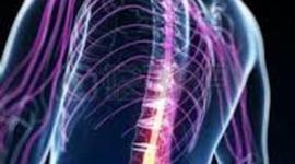 Timeline: EVOLUCION DEL SISTEMA NERVIOSO