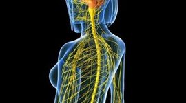 Timeline: Evolución del sistema nervioso y cerebro