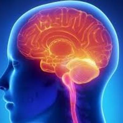 Timeline: Sistema nervioso y cerebro