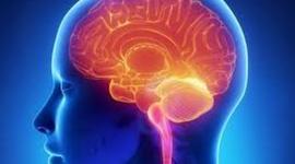 Timeline: Sistema nervioso y cerebro