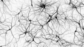 Timeline: Evolución del Sistema Nervioso