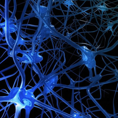 Timeline: Evolución del Sistema Nervioso