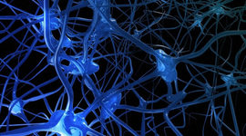 Timeline: Evolución del Sistema Nervioso