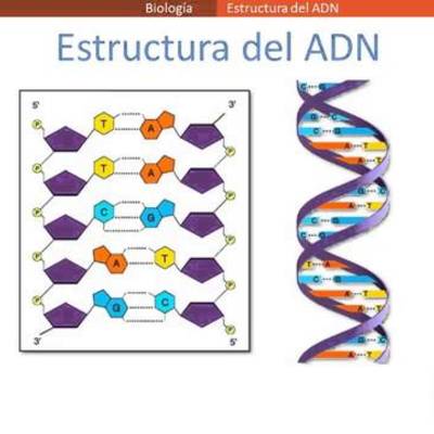 Timeline: La estructura DNA