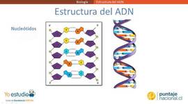 Timeline: La estructura DNA