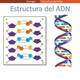 Estructura de dna