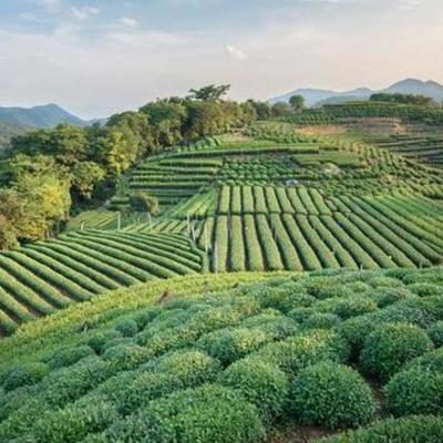 Timeline: The Green Revolution