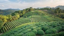 Timeline: The Green Revolution