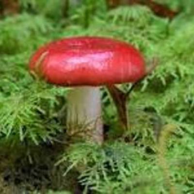 Timeline: История микологии