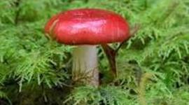 Timeline: История микологии