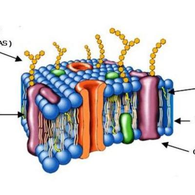 Timeline: Desarrollo historico del modelo cientifico de la membrana plasmatica