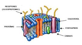 Timeline: Desarrollo historico del modelo cientifico de la membrana plasmatica