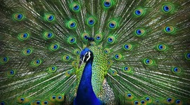 Timeline: Mage Timeline