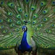 Peacock6