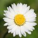 1024px english daisy bellis perennis 1
