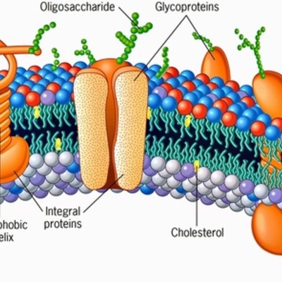 Timeline: MEMBRANA PLASMATICA