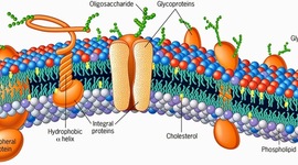 Timeline: MEMBRANA PLASMATICA