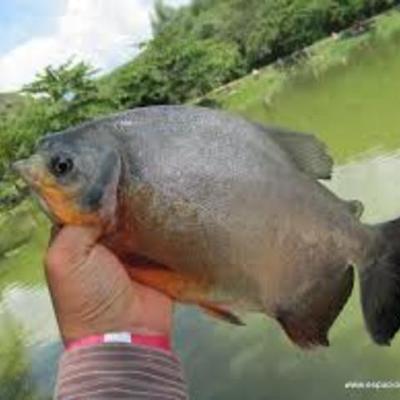 Timeline: PREPARANDO EL LAGO