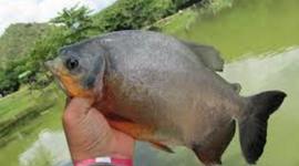 Timeline: PREPARANDO EL LAGO