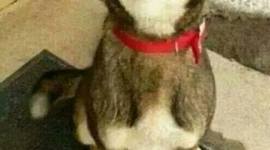 Timeline: linea de tiempo respecto a la interpretación Bíblica L Berkhof