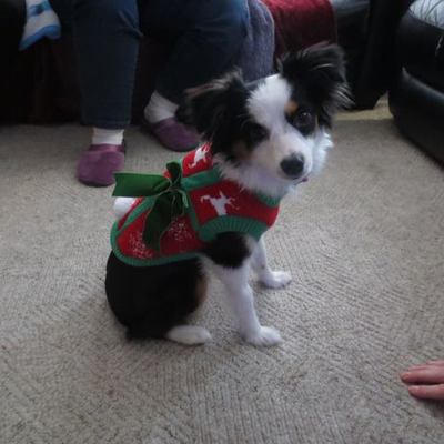 Timeline: Sydney the Puppy