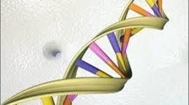 Timeline: DESCUBRIENDO EL DNA