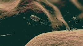 Timeline: A mikrobiológia aranykora