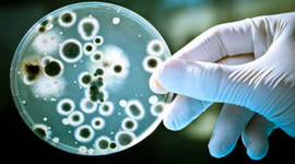 Timeline: Línea de tiempo acerca de la carrera de Químico Bacteriólogo Parasitólogo