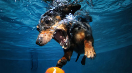 Timeline: Linea del temps