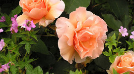 Timeline: Noune hovsepian