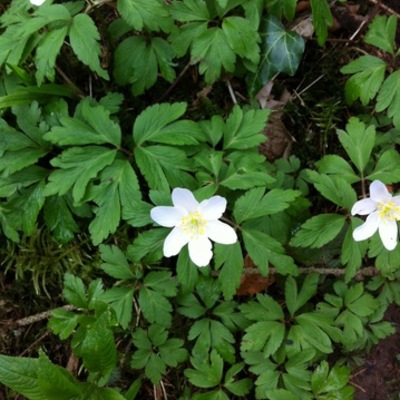 Timeline: My family history of literacy and communication - from 1900 to 2017