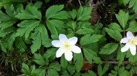 Timeline: My family history of literacy and communication - from 1900 to 2017