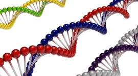 Timeline: Ácidos Nucleicos - Científicos