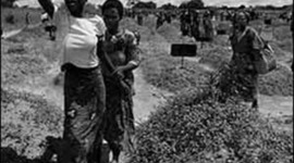 Timeline: Tragedies in Africa