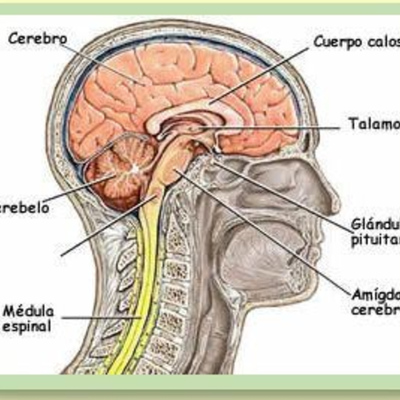Timeline: EVOLUCIÓN DEL SISTEMA NERVIOSO CENTRAL
