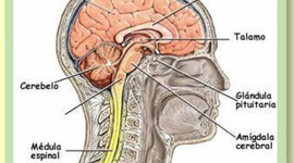 Timeline: EVOLUCIÓN DEL SISTEMA NERVIOSO CENTRAL