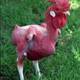 Featherless chicken