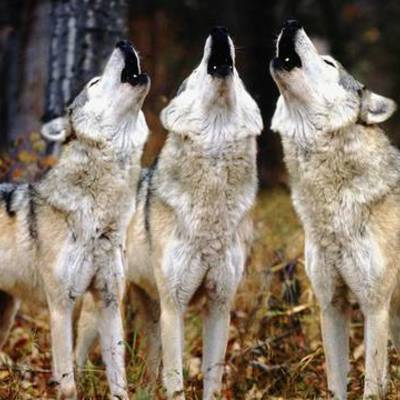Timeline: Yellowstone wolves