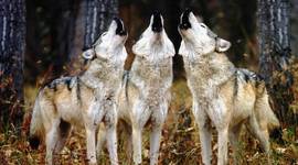 Timeline: Yellowstone wolves