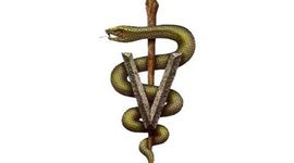 Timeline: Historia de la veterinaria