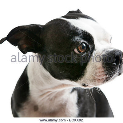 Timeline: Gustavo Dubon