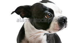 Timeline: Gustavo Dubon