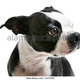 Boston terrier dog sitting and looking to the side ecxx92