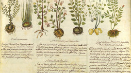 Timeline: History Of Herbal Medicine