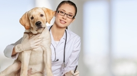 Timeline: Historia de la Veterinaria