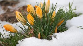 Timeline: истори