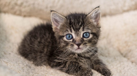 Timeline: Jamie Goodwin