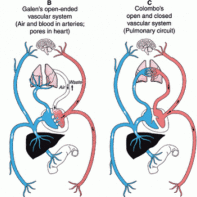 Timeline: Discovery of a Circulatory Vascular System